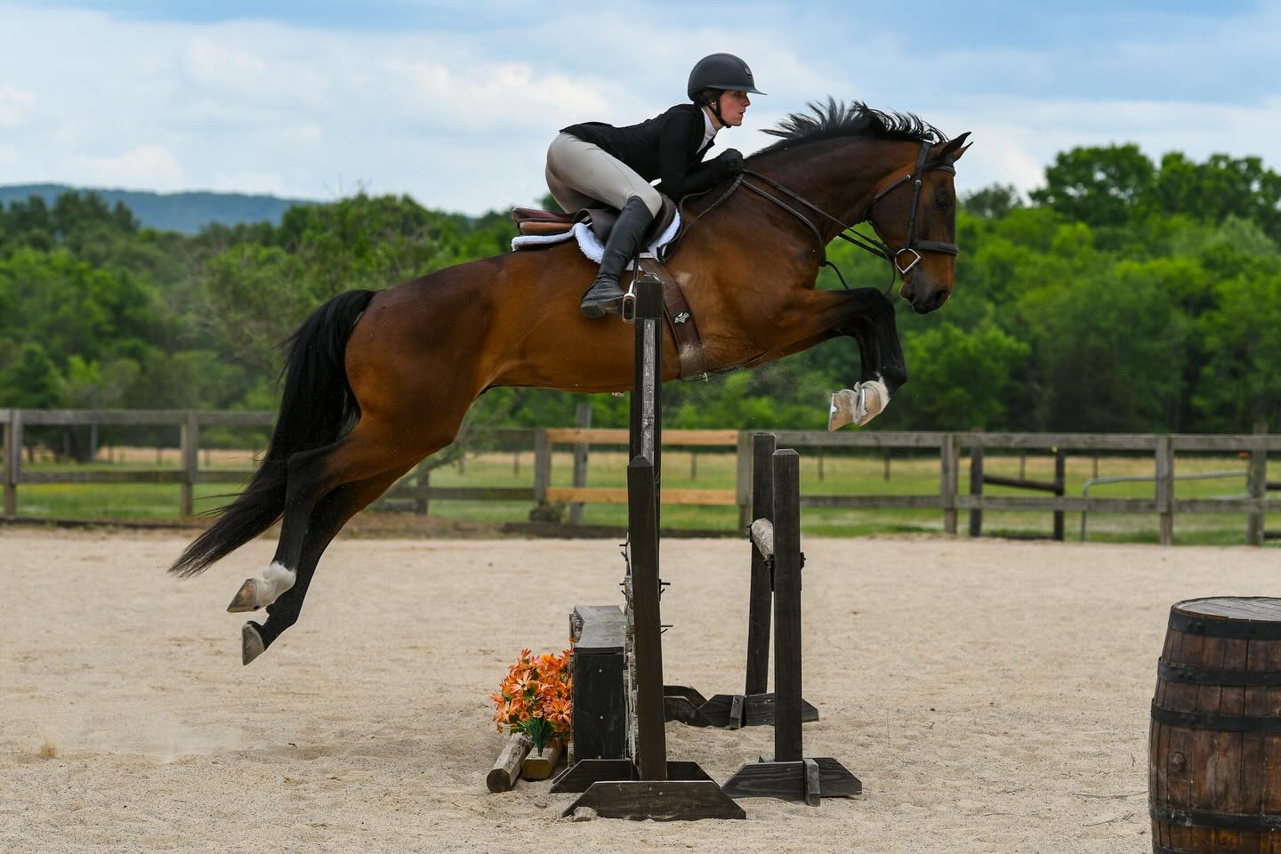 Horses at Falcon Hill Farm equestrian facility in Wilsonville Alabama